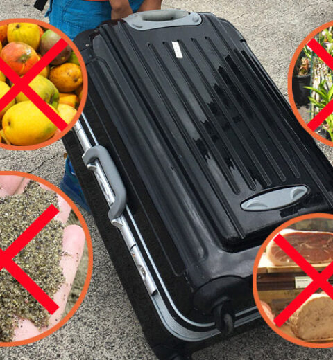 Thủ tục và quy định nhập cảnh Nhật Bản 2024