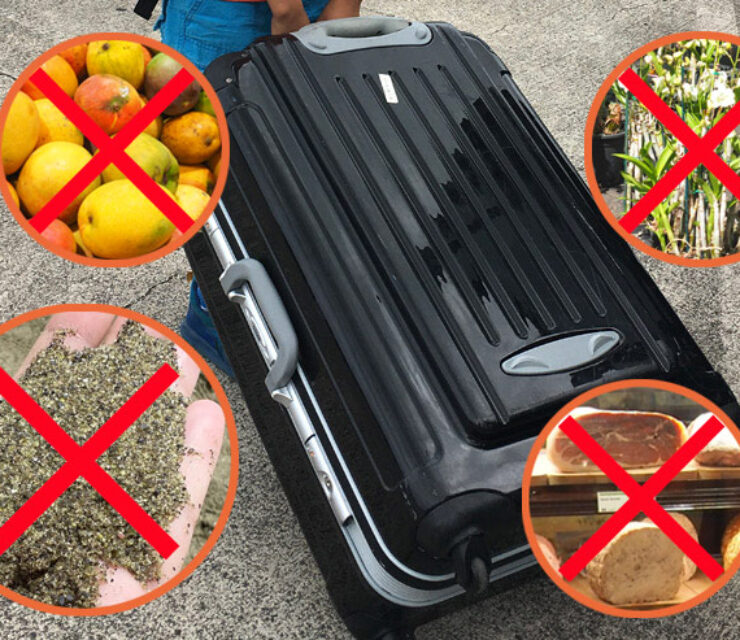 Những món đồ bị cấm khi nhập cảnh sang Nhật
