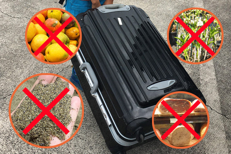 Những món đồ bị cấm khi nhập cảnh sang Nhật